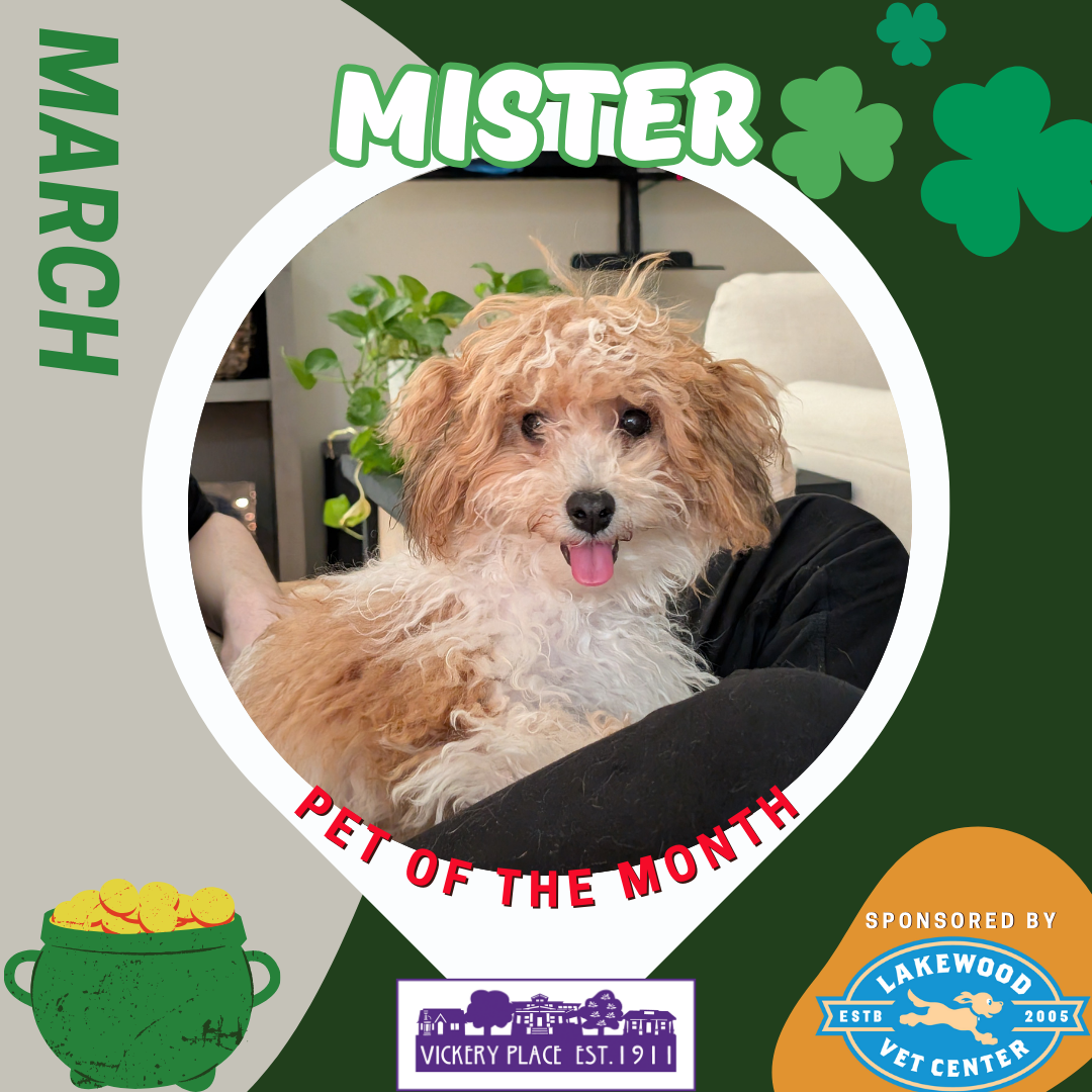 March Pet of the Month - Mister