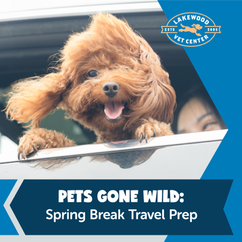 Pet travel tips and prep from our neighborhood vet sponsor, Lakewood Vet Center!